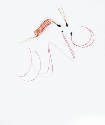 ডিজিটাল থার্মোমিটারের জন্য এনামেলযুক্ত লিড ওয়্যার সহ ইপোক্সি কোটেড এনটিসি থার্মিস্টর